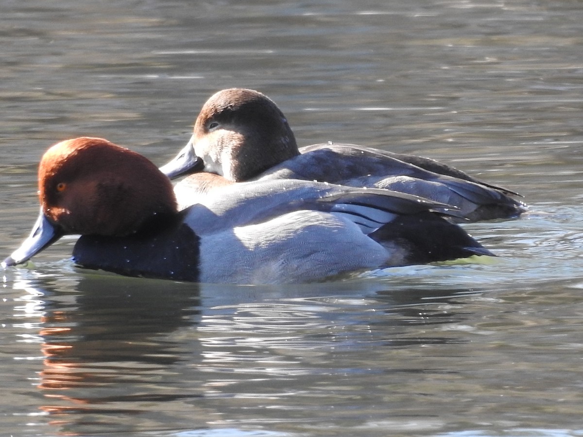 Fuligule à tête rouge - ML614410633