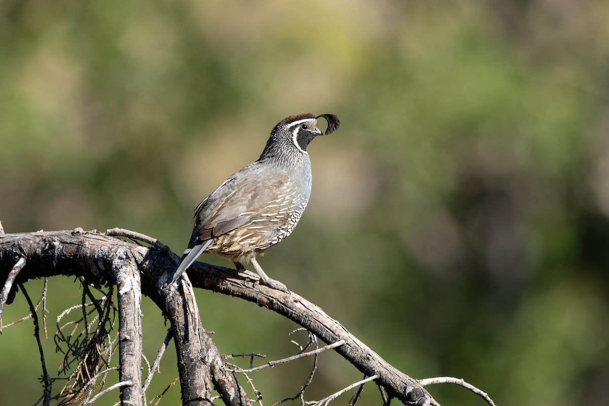 California Quail - ML614410674