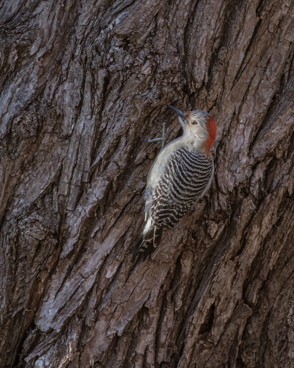 Red-bellied Woodpecker - ML614410697