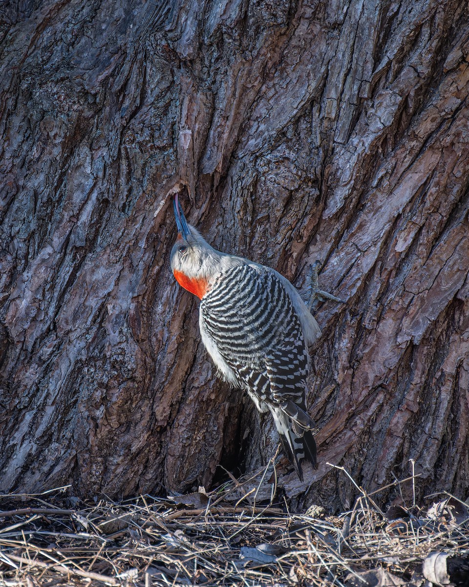 Red-bellied Woodpecker - ML614410698