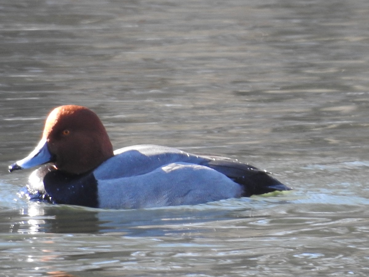 Redhead - Debi Campbell