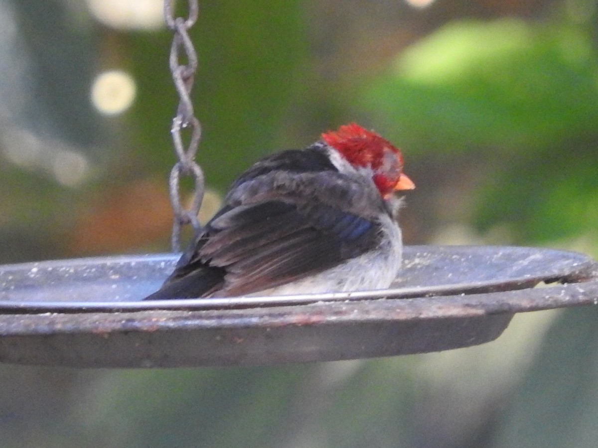 Yellow-billed Cardinal - ML614410807