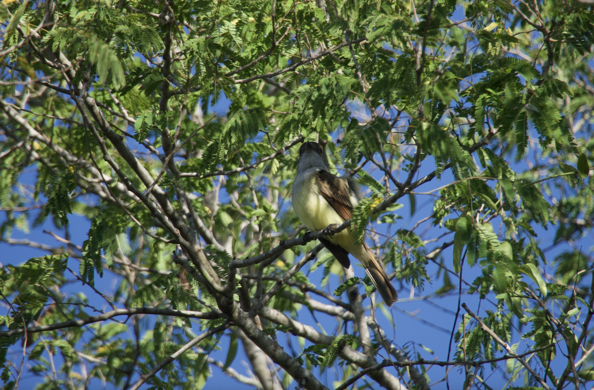 Dusky-capped Flycatcher (lawrenceii Group) - Evan Farese