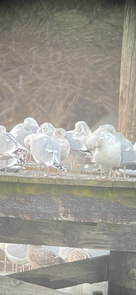 Glaucous-winged Gull - ML614410819