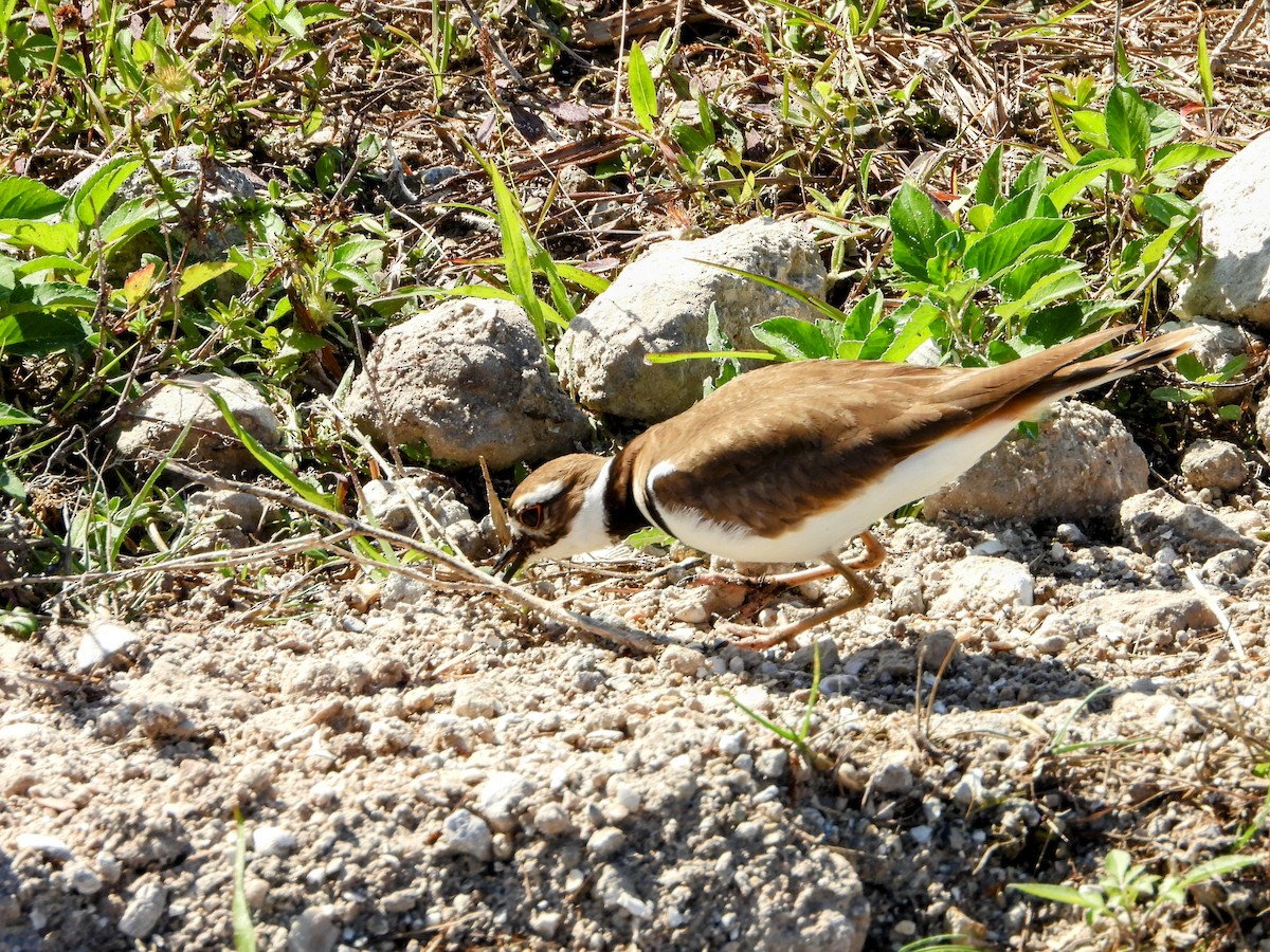 Killdeer - ML614410857