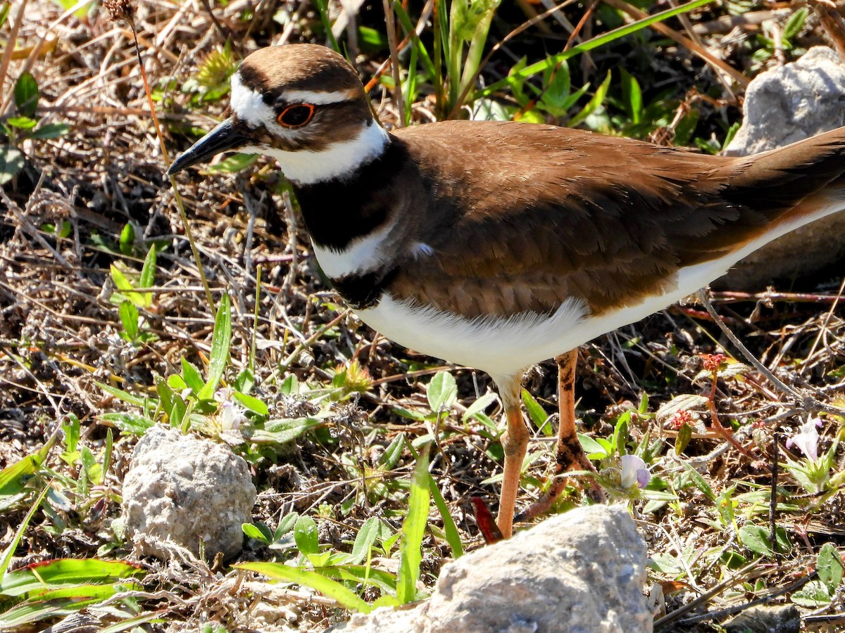 Killdeer - ML614410858