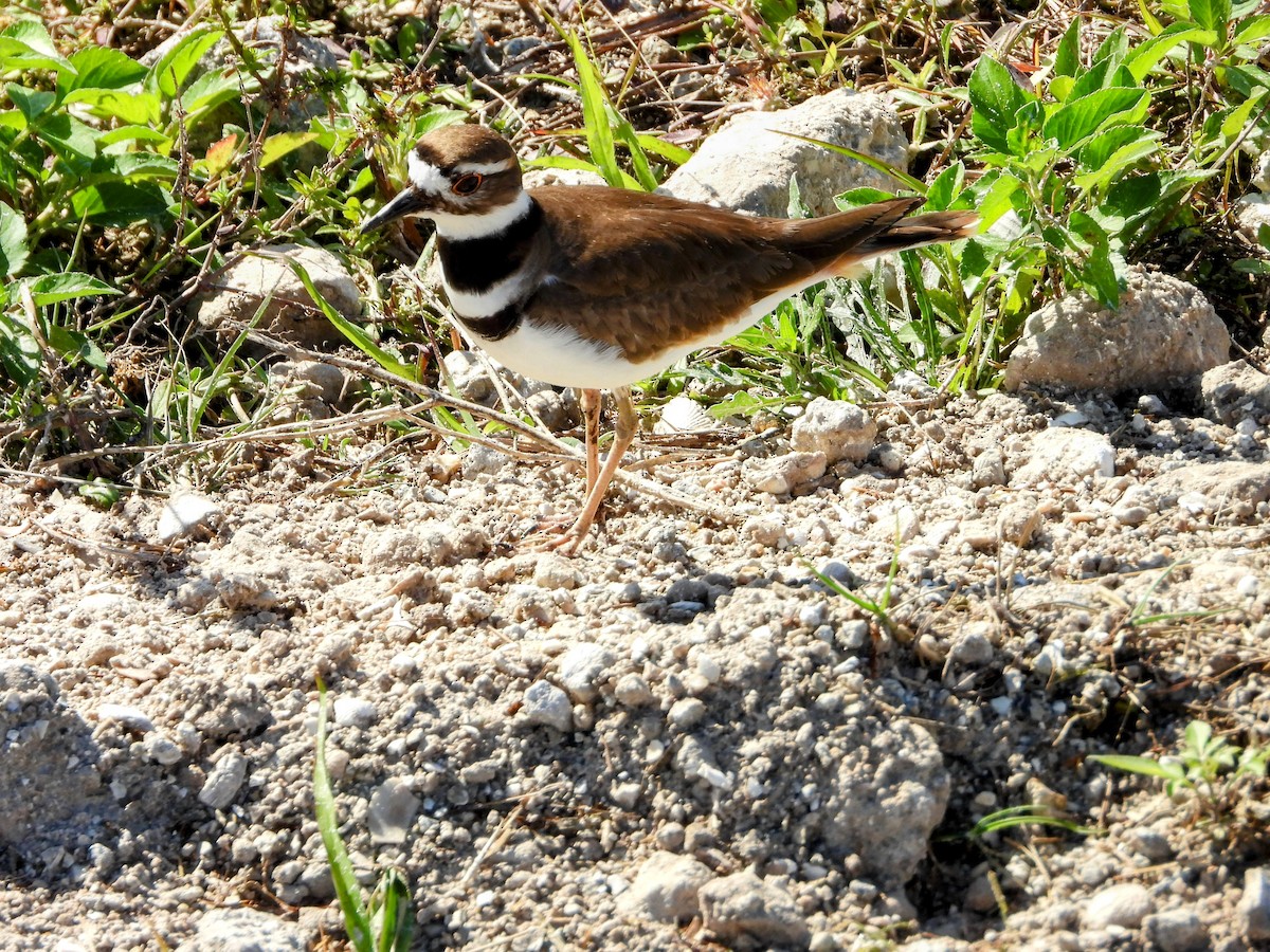 Killdeer - ML614410859