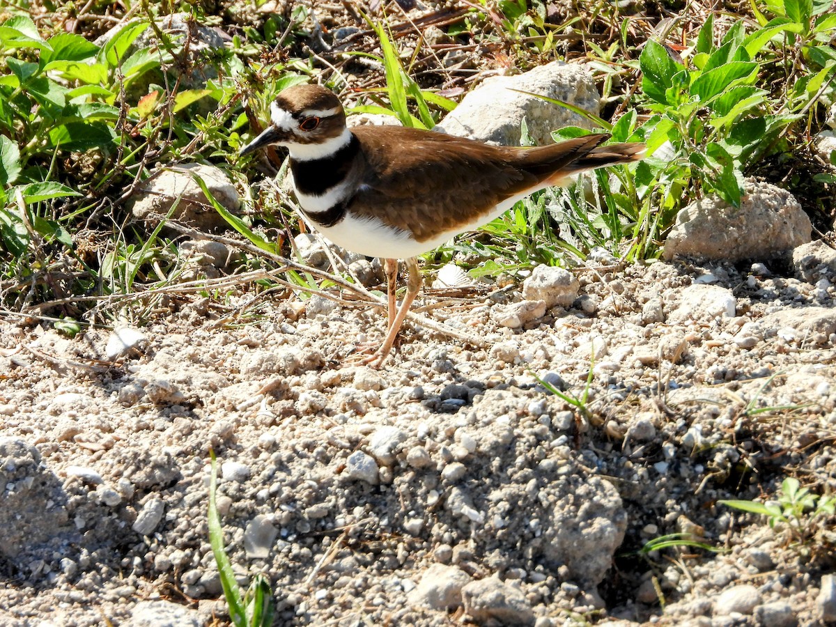 Killdeer - ML614410861