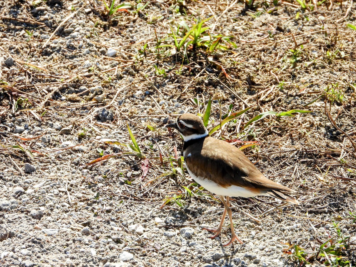 Killdeer - ML614410862