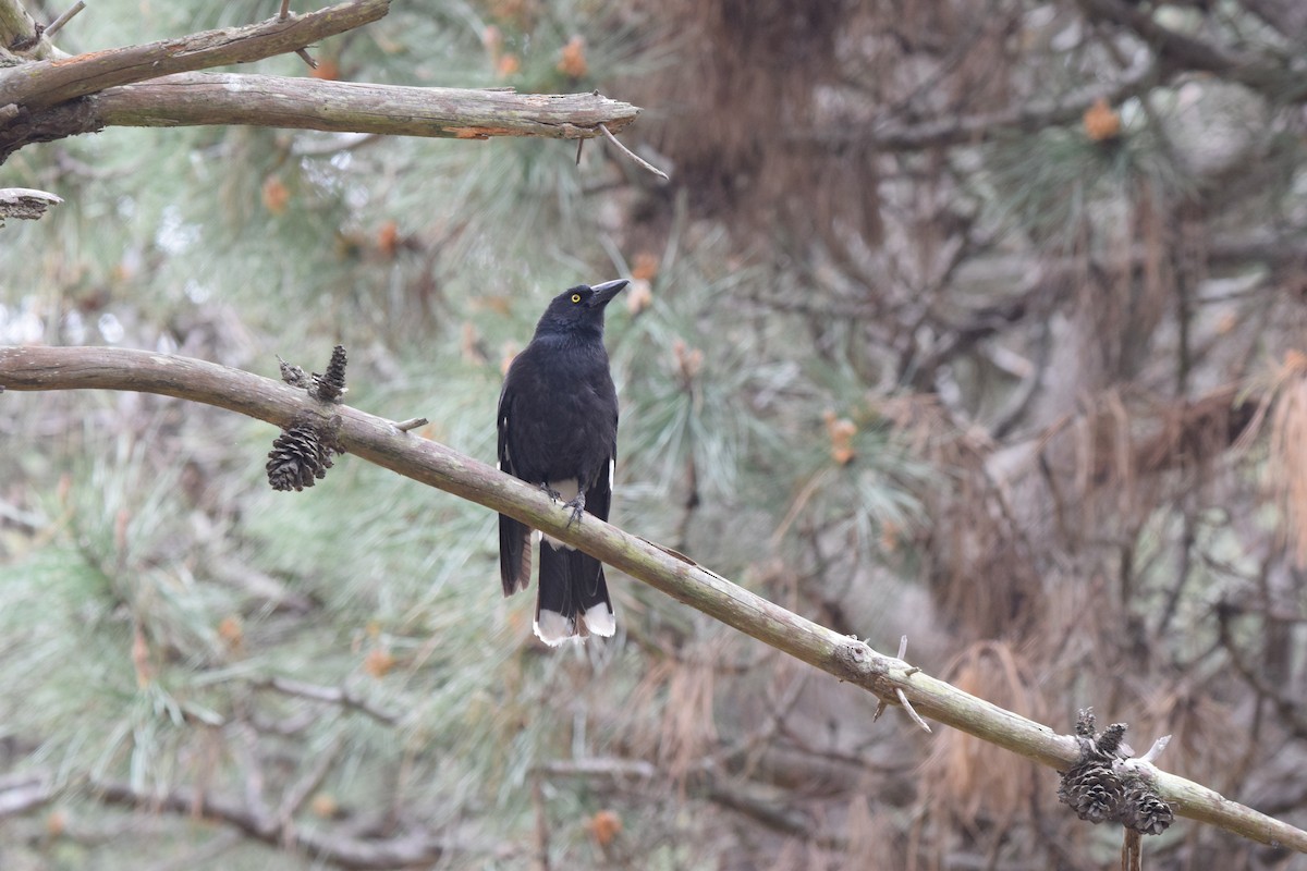 Pied Currawong - ML614410900
