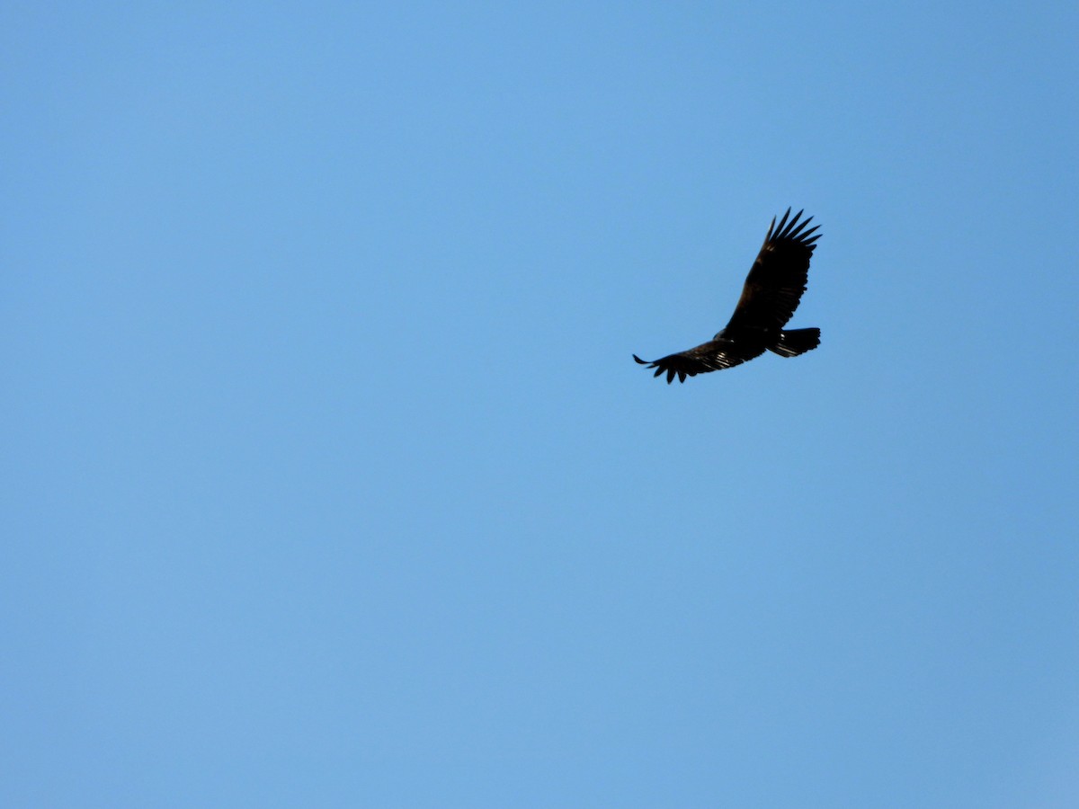 Black Vulture - ML614410902