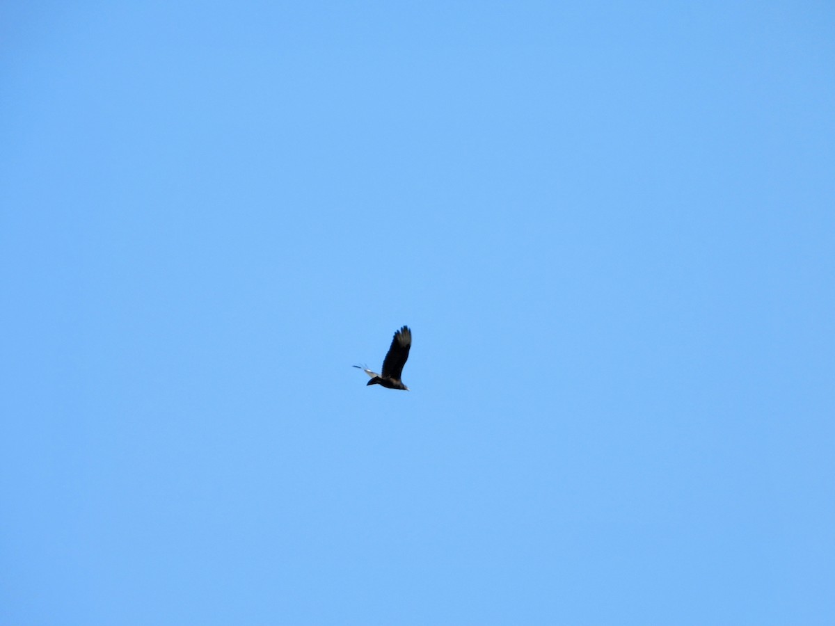 Black Vulture - ML614410913