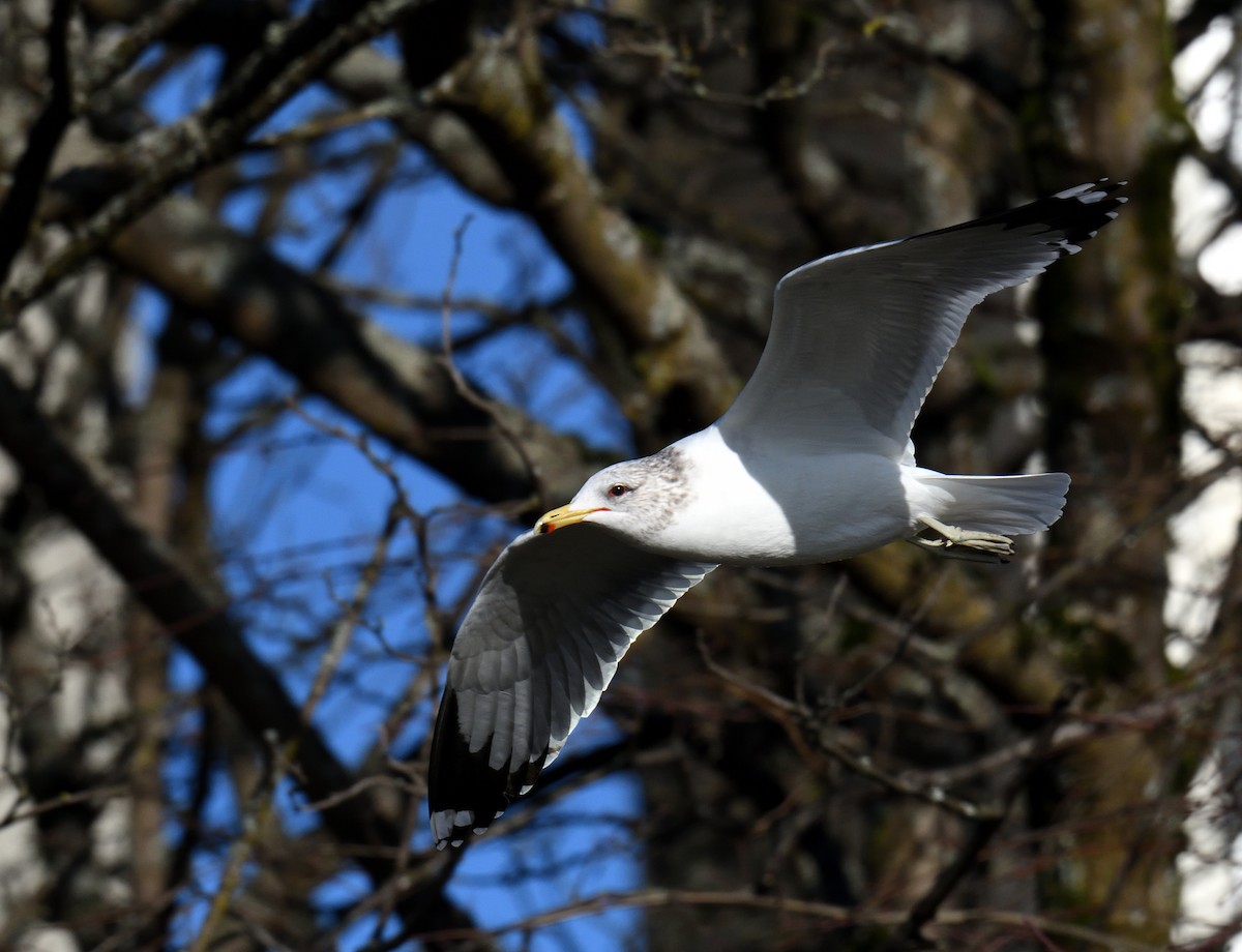 California Gull - ML614410983