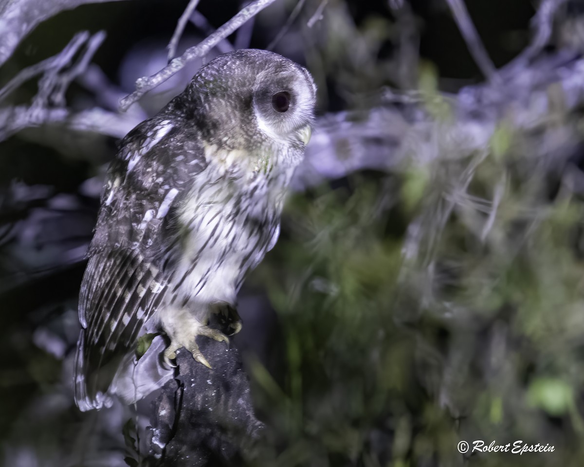 Mottled Owl - Robert Epstein