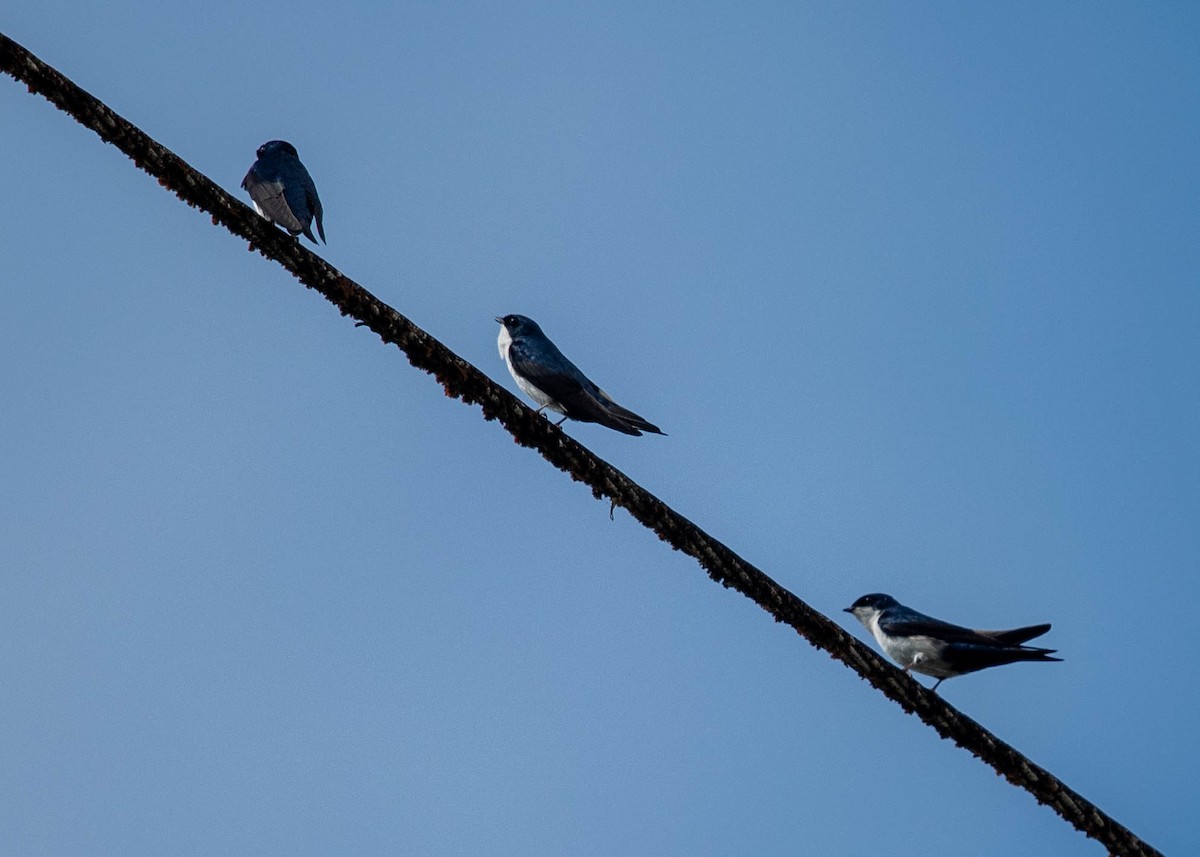 Blue-and-white Swallow - Clive Harris