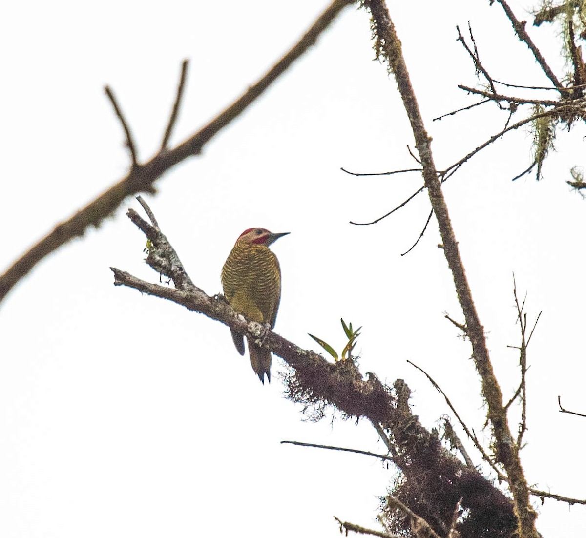 Golden-olive Woodpecker - ML614411024