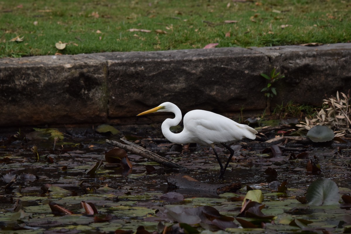 Great Egret - ML614411041