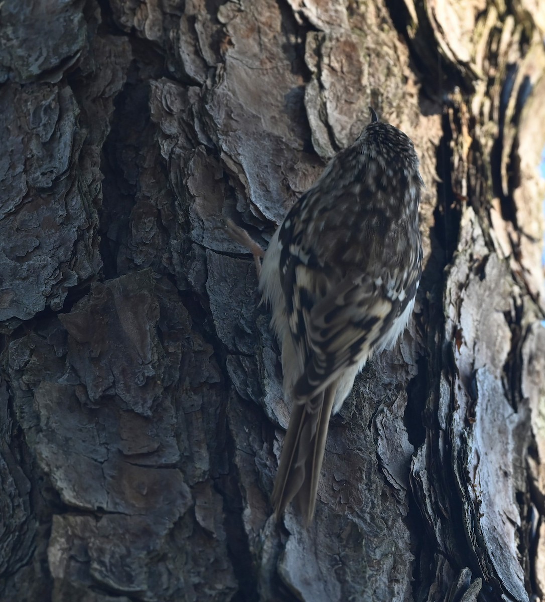 Brown Creeper - ML614411043