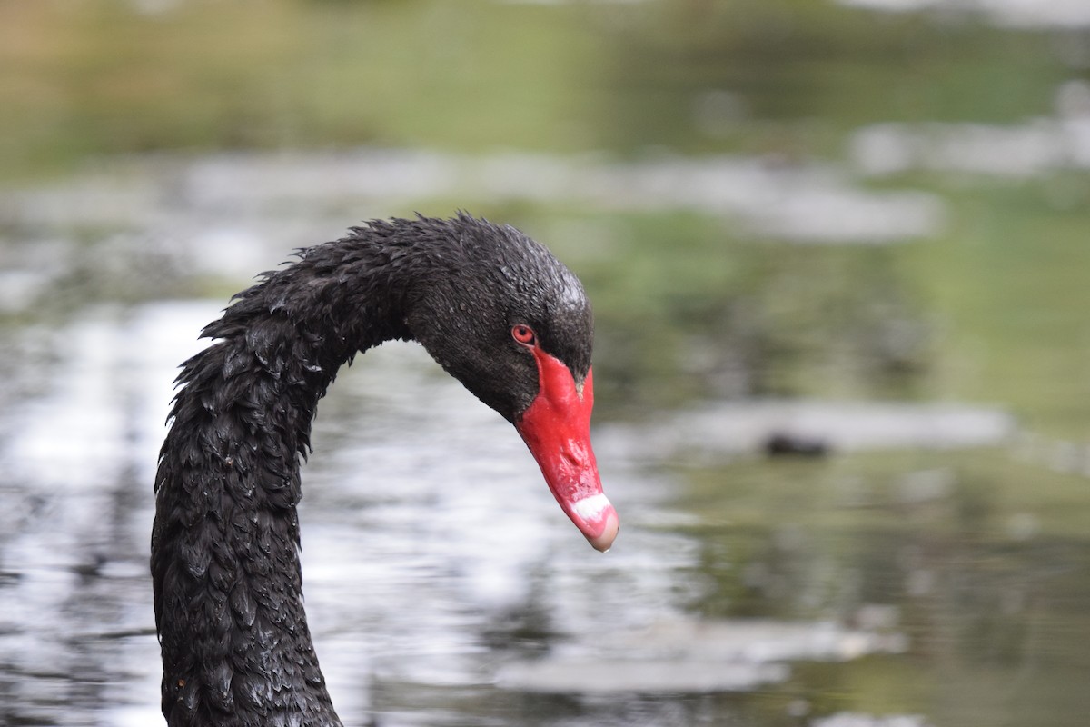 Black Swan - ML614411051