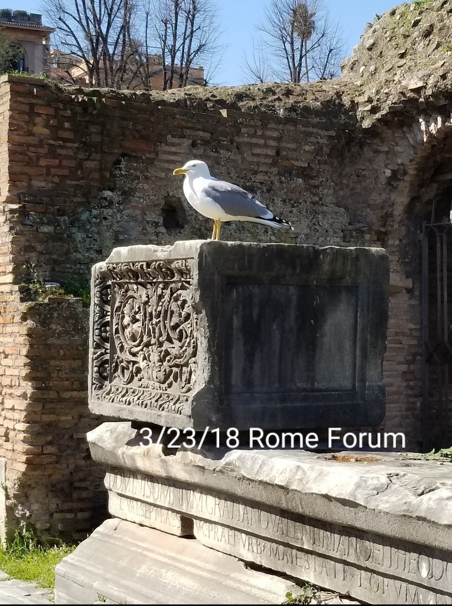 Yellow-legged Gull - ML614411065