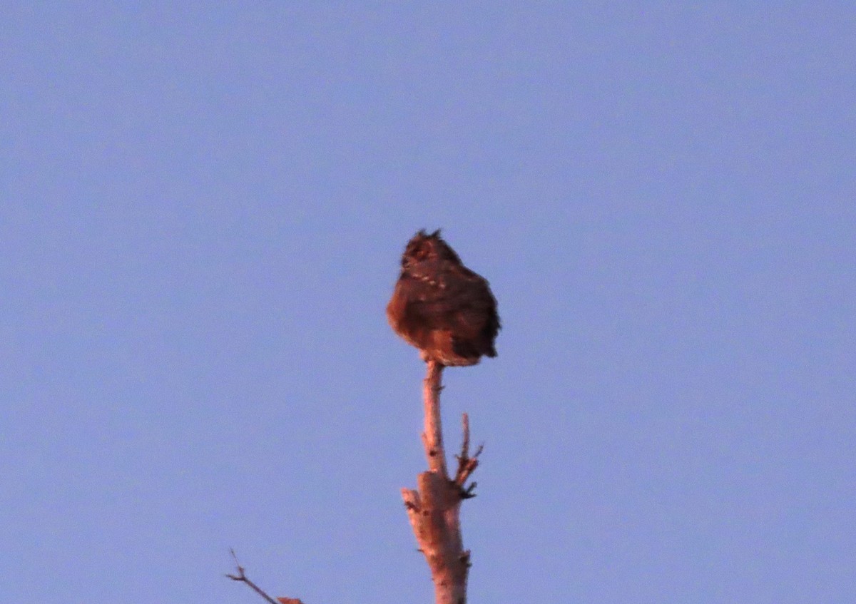 Great Horned Owl - tom aversa