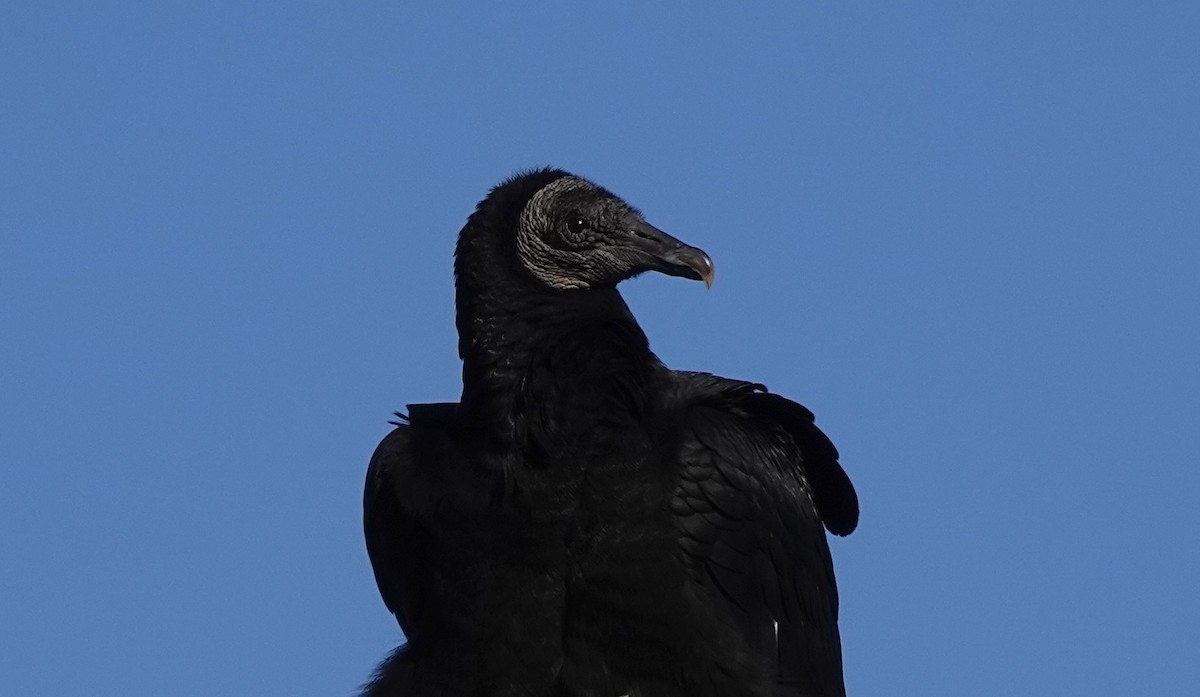 Black Vulture - ML614411127