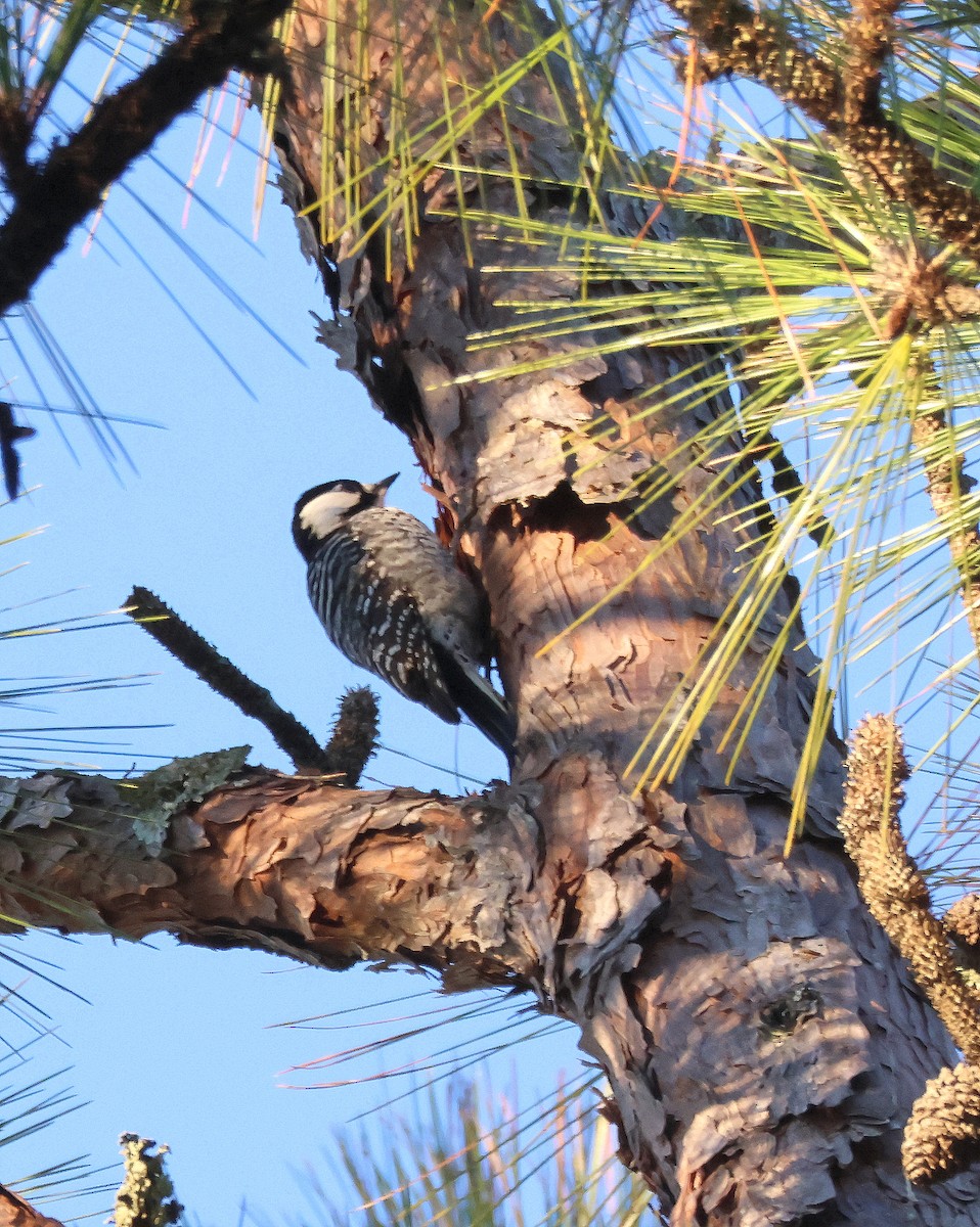 Red-cockaded Woodpecker - ML614411202