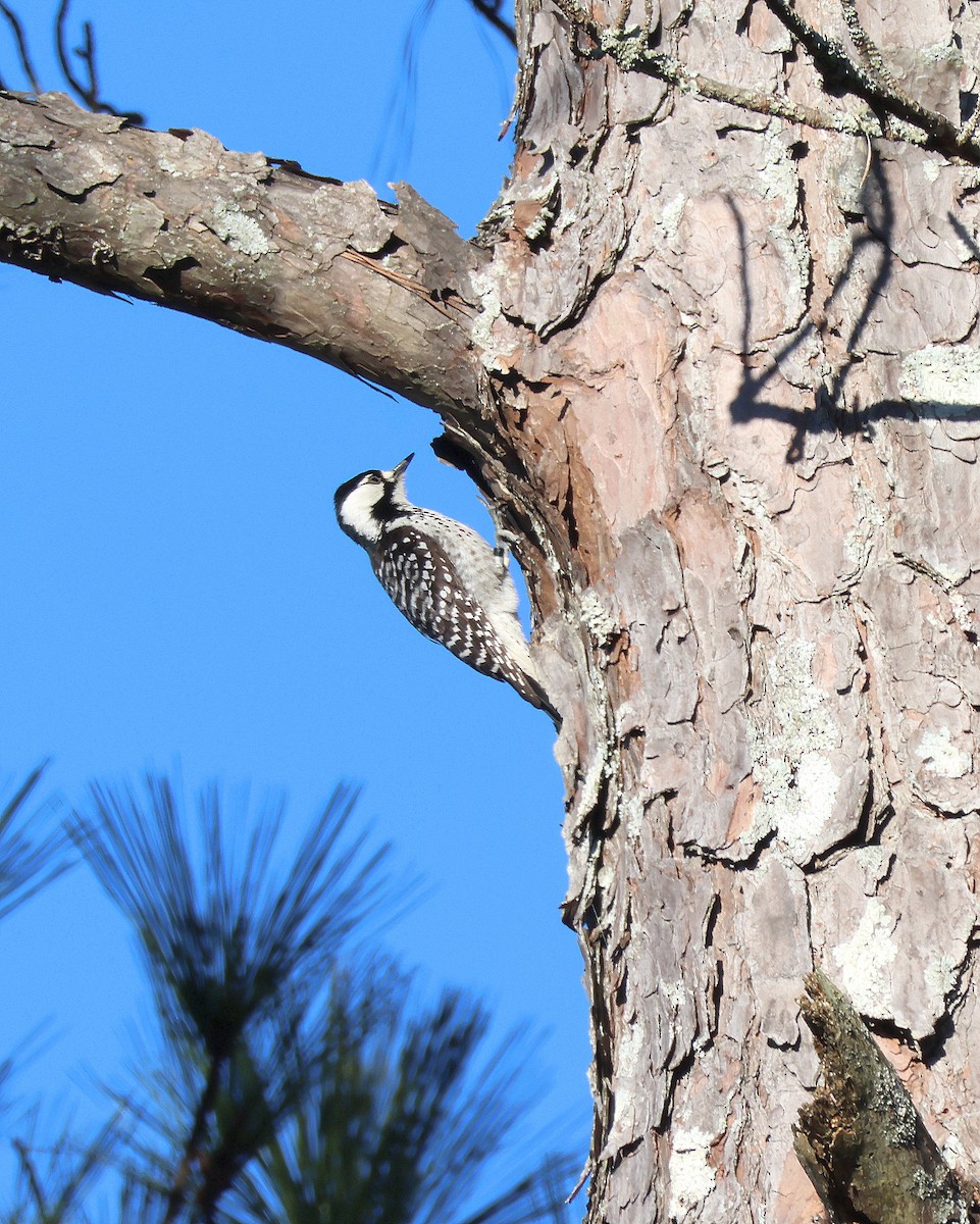 Red-cockaded Woodpecker - ML614411223