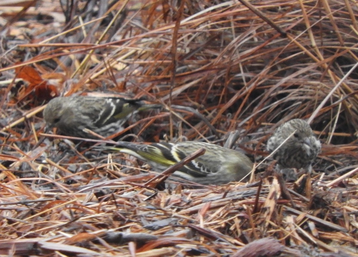 Pine Siskin - ML614411234