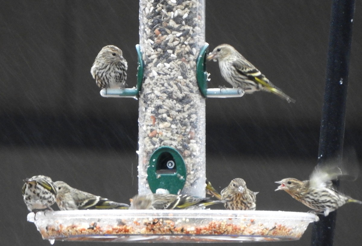 Pine Siskin - ML614411235