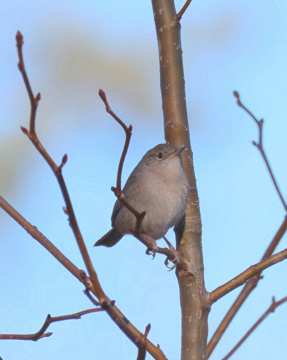 House Wren - Rick Kittinger