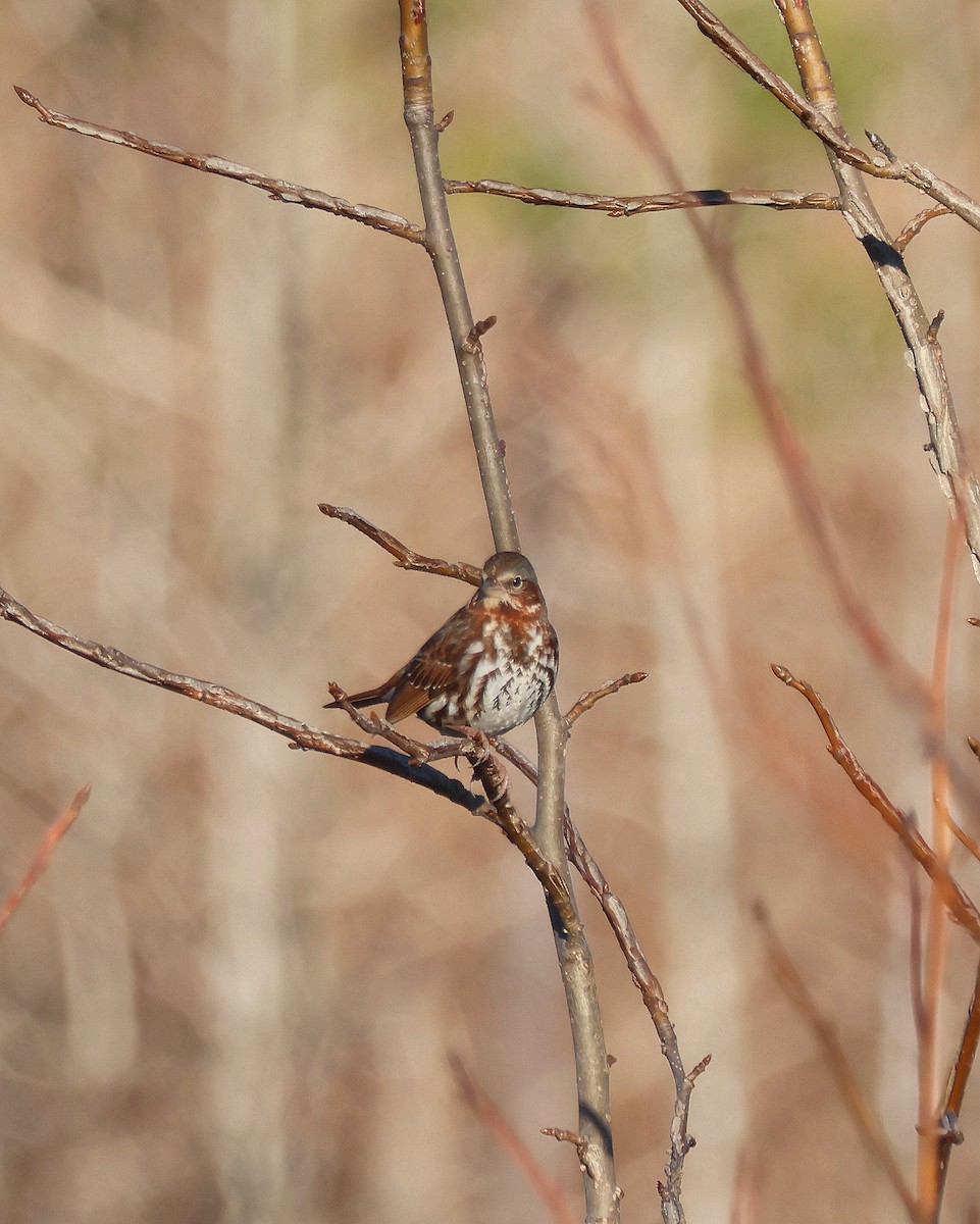 Fox Sparrow - ML614411269