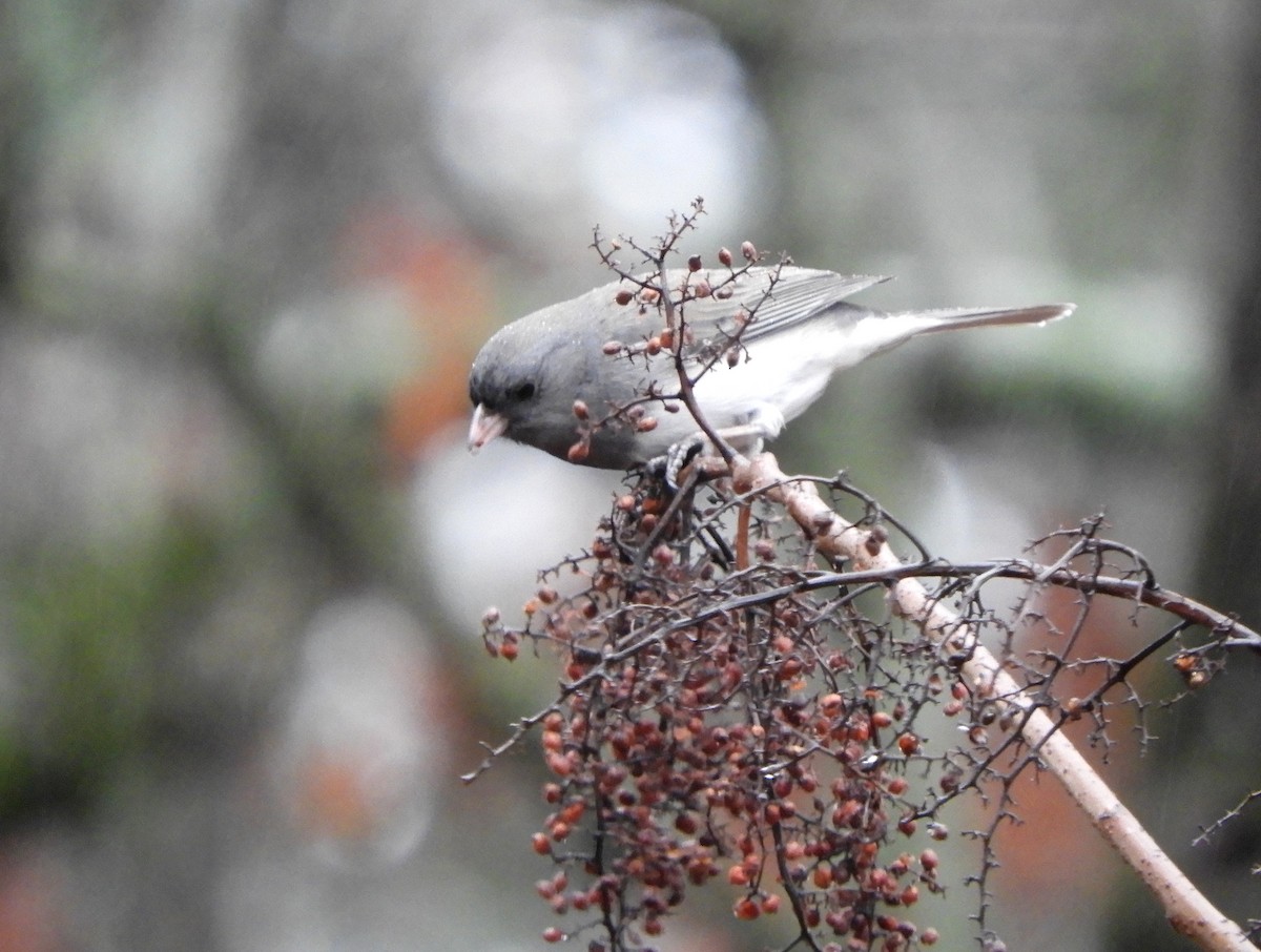 Junco Ojioscuro - ML614411290