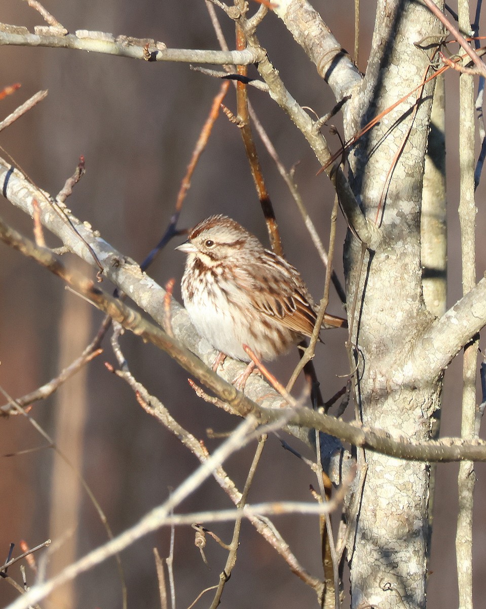 Song Sparrow - Rick Kittinger