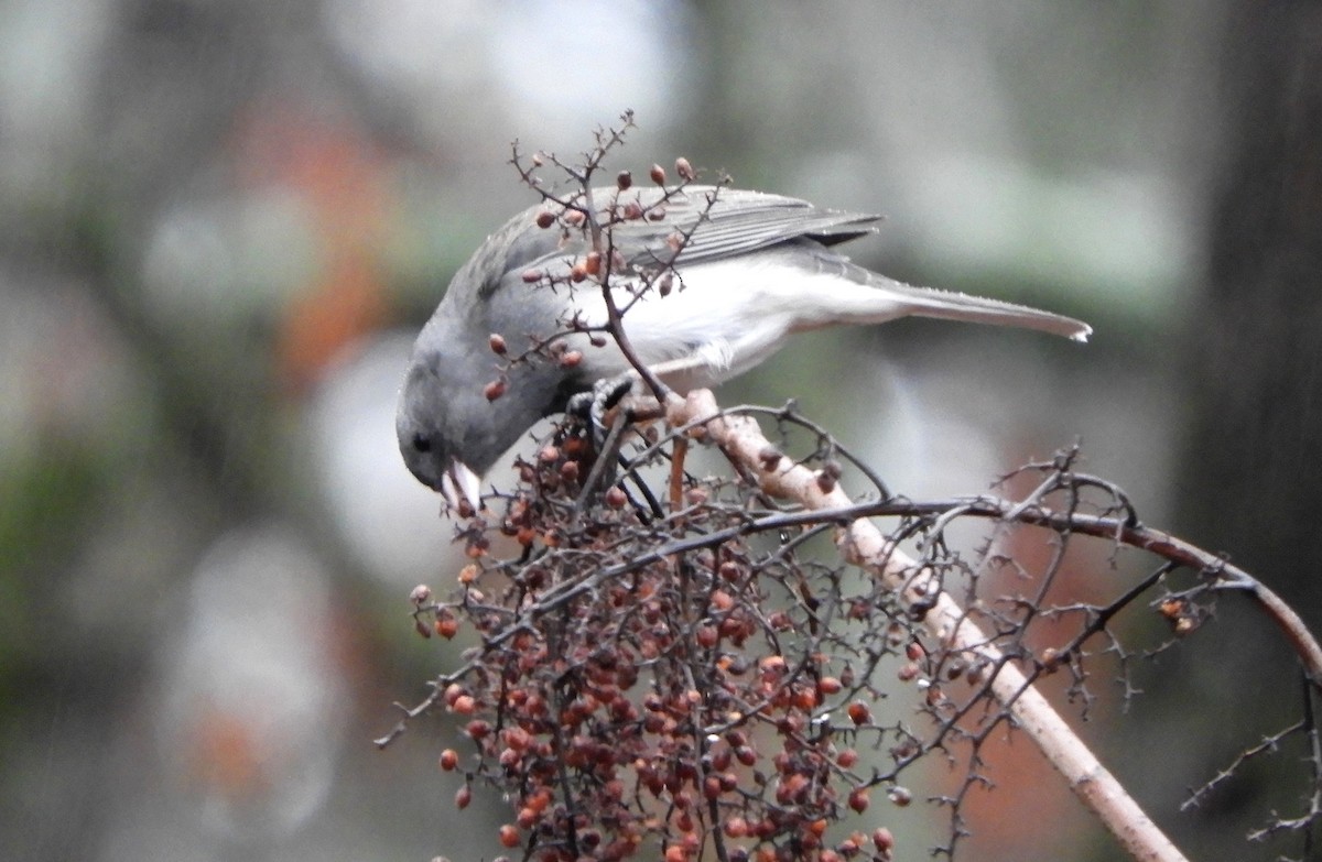 Junco Ojioscuro - ML614411295