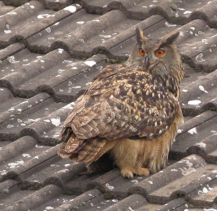 Eurasian Eagle-Owl - ML614411308