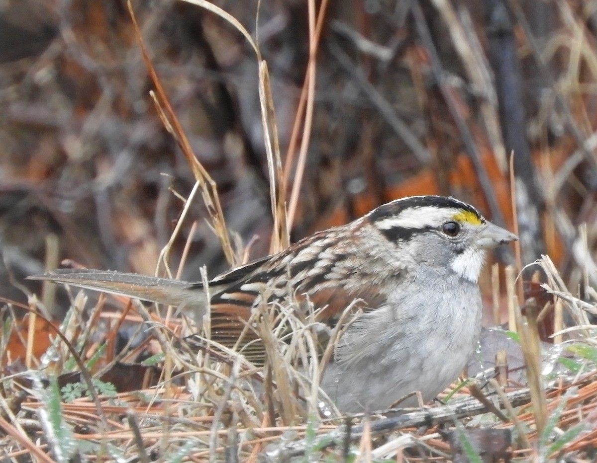 White-throated Sparrow - ML614411326
