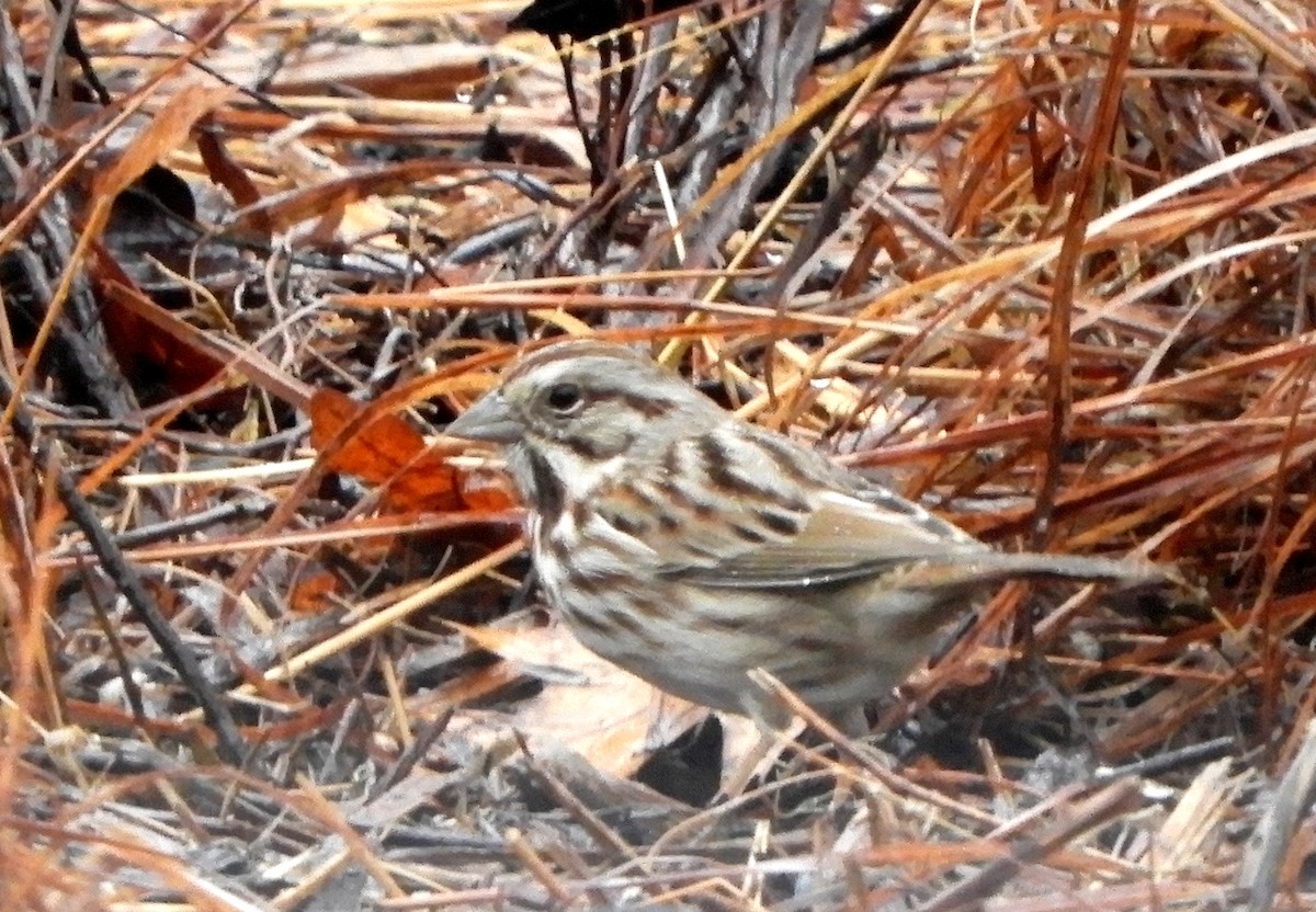 Song Sparrow - ML614411352