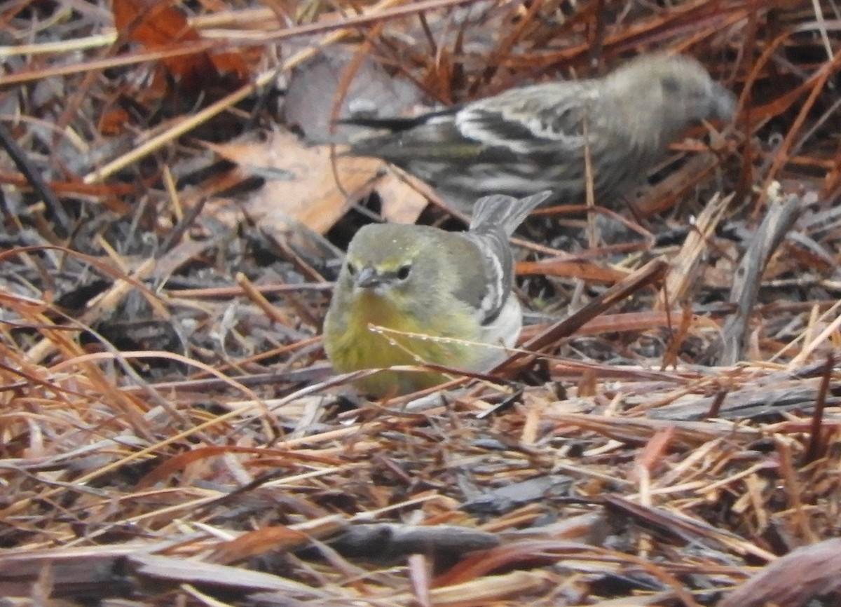 Pine Warbler - ML614411387