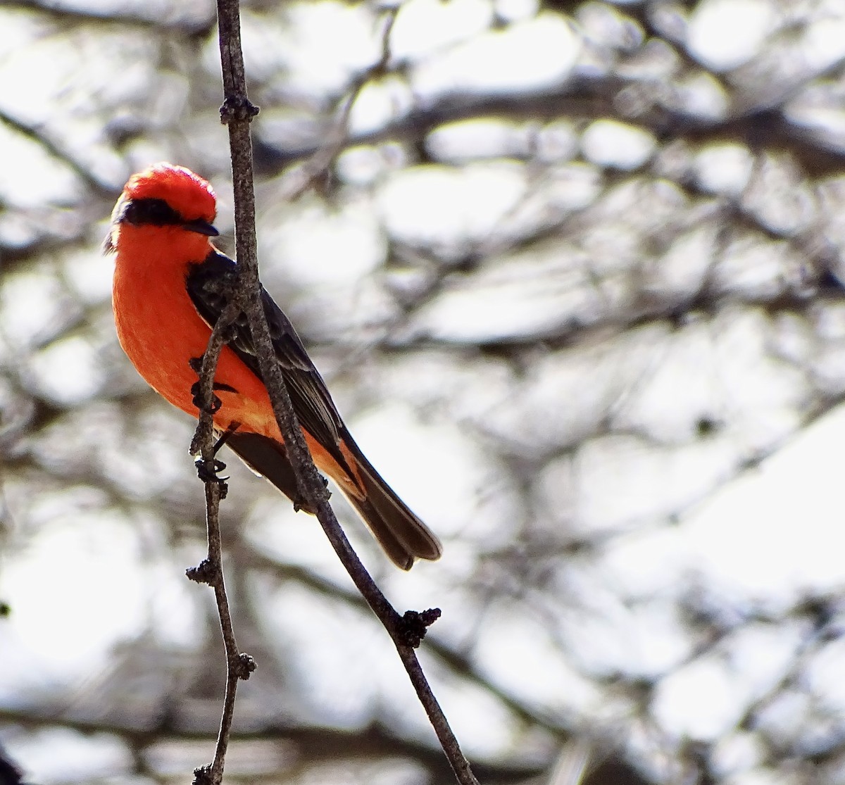 Vermilion Flycatcher - ML614411446