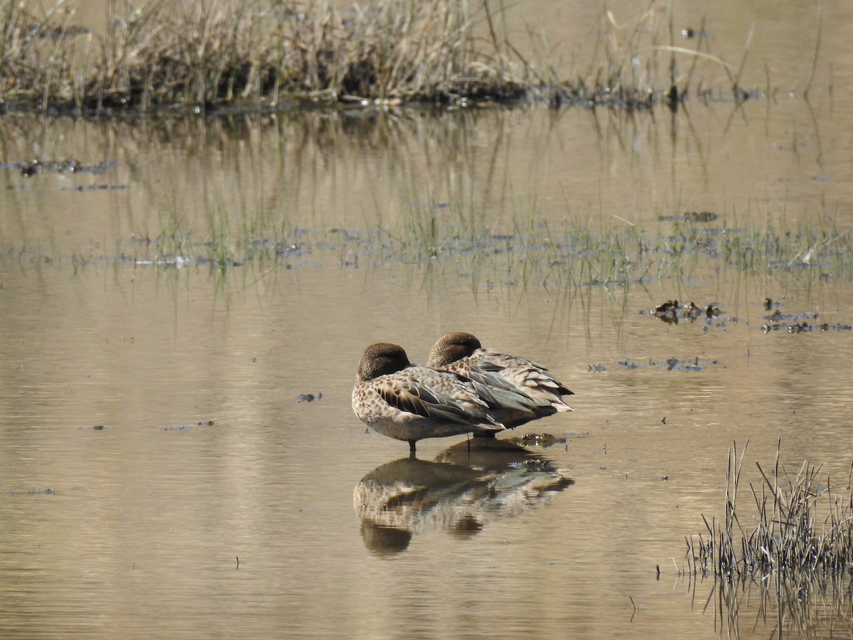 Yellow-billed Teal - ML614411522