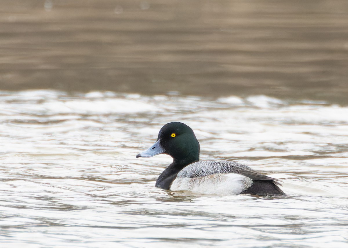 Greater Scaup - ML614411550