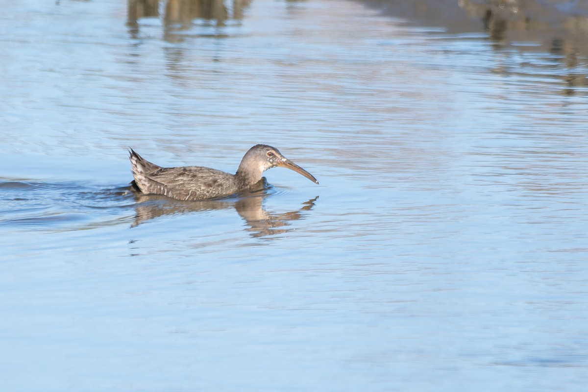 Clapper Rail - ML614411574