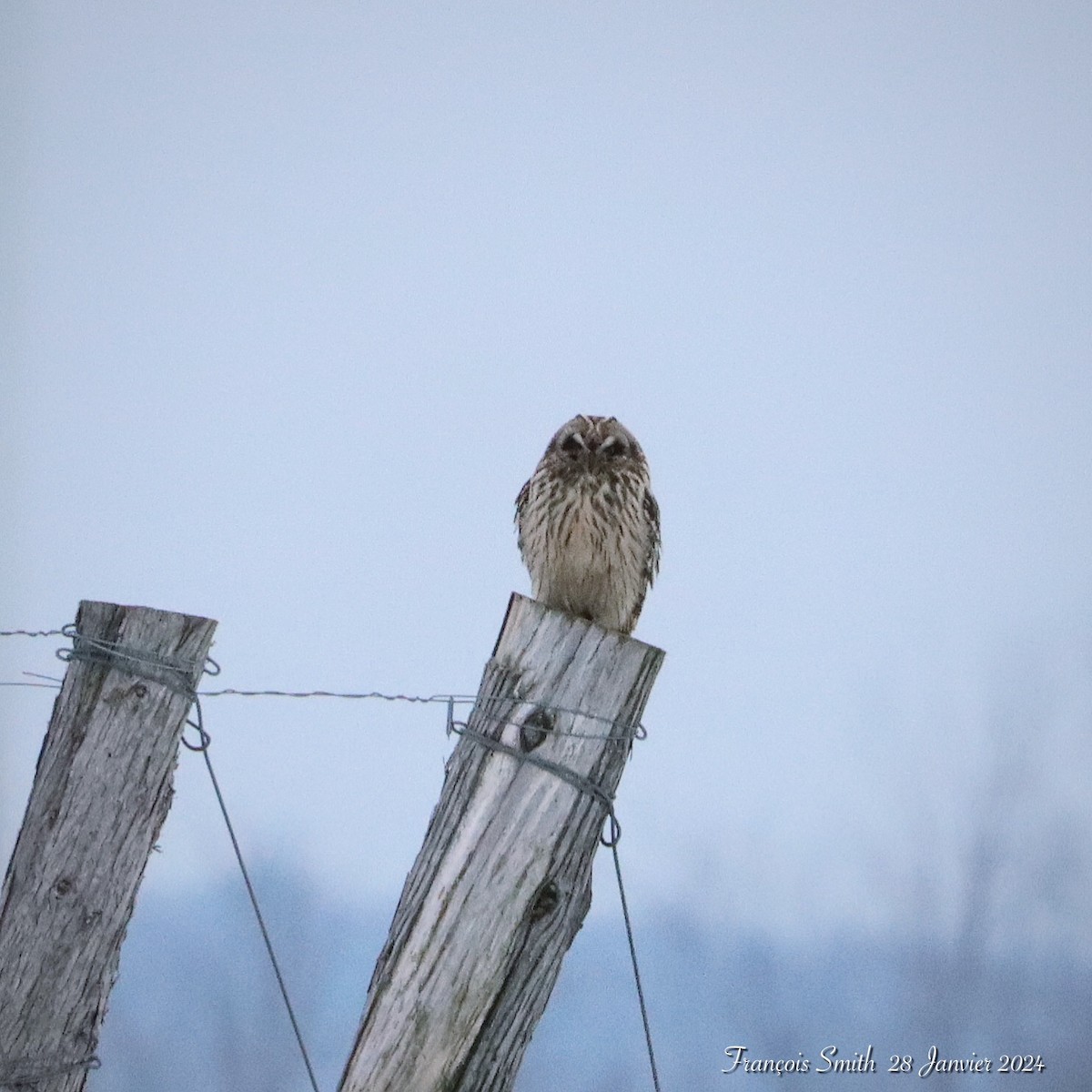 Short-eared Owl - ML614411659