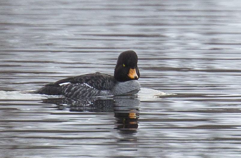 Barrow's Goldeneye - ML614411686