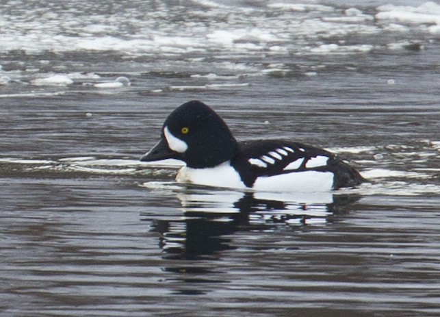 Barrow's Goldeneye - ML614411687