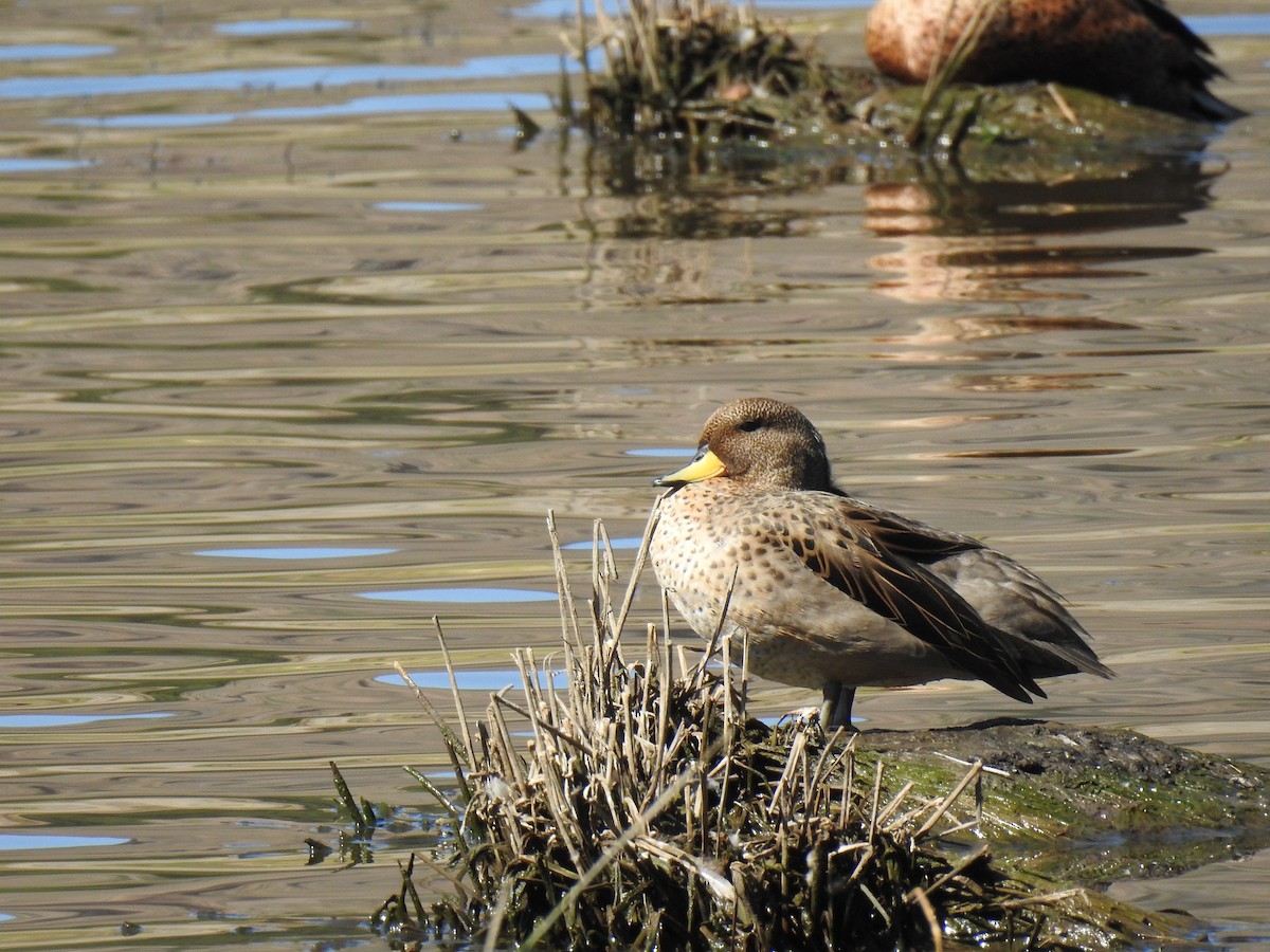 Yellow-billed Teal - ML614411688