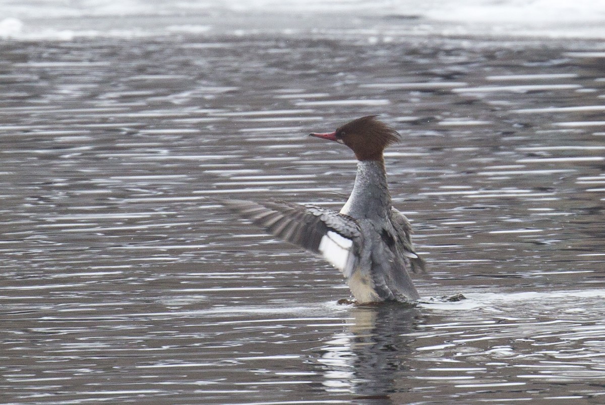 Common Merganser - ML614411708