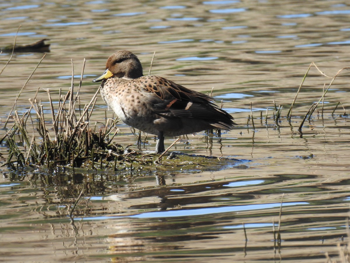 Yellow-billed Teal - ML614411719