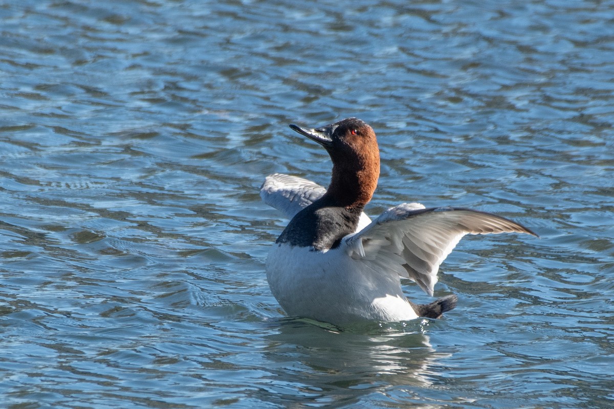 Canvasback - Christy Hibsch